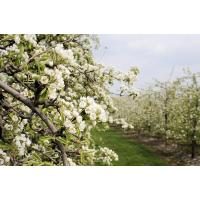 2570_3339 Obstanbaugebiet Altes Land - Obstbaum in Blüte. | 